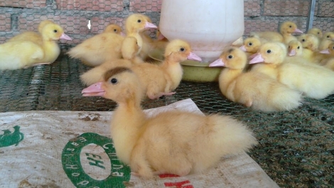 SLON PANG LIỆNG TUA NHẠN