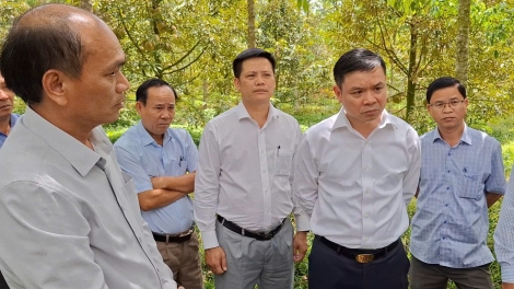 Bơtàu tơngguh broă lơh tơrlòng lài sầu riêng plai ờ di kàl tàm Dăk Lăk 