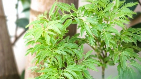 PHUN BULAYUM – JANIH JRU SIAM DI URANG VIET