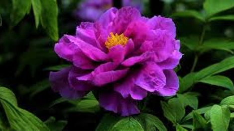 Danak dak sap Cam 12_03_2026