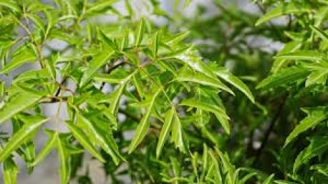 ĐINH LĂNG – ZA NƯƠU CHR’NĂP ÂNG MA NƯIH VIỆT