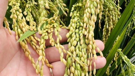 ពត៌មាន ម៉ោង ១៥ 