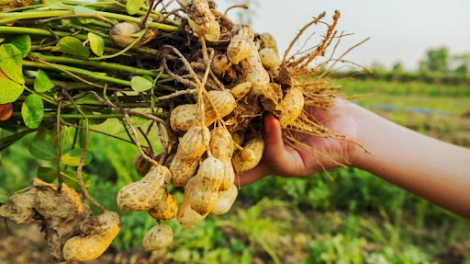 កសិករខ្មែរពុះពារក្ដីលំបាក ធ្វើមានពីការដាំសណ្ដែកដី។