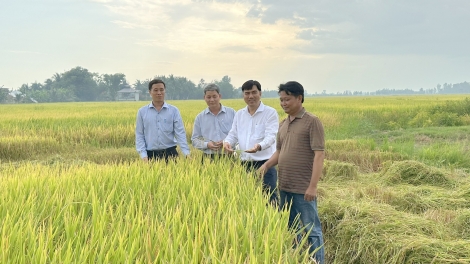 អភិវឌ្ឍន៍តំបន់ស្រូវមានគុណភាពខ្ពស់ 