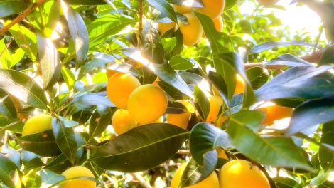 កសិករជើងចាស់ម្នាក់នៅកឹងធើទទួលបានផលចំណេញទាំង២ផ្នែក ពីចម្ការមាក់ប្រាង។