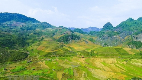 Phai paz nhây phiến