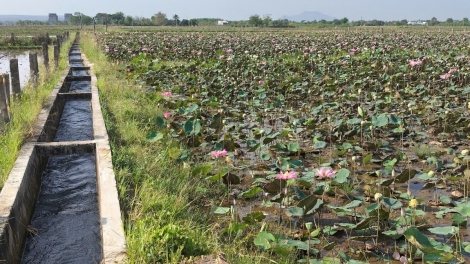 PALA PHUN CARAIH PAMBUAK NGAK JIRAH RIVANG BREI KEIN LAGAIH DUA GAH KA URANG NGAK NONG