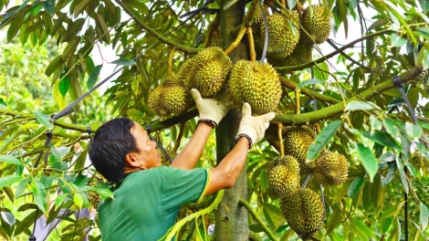 PADANG TANEH PALA PHUN DURIAN TUI NGAK KONG PAKAT GLAONG