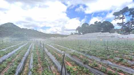 Lâm Đồng djru mơnuih ngă hmua hơđong bơwih ƀong lơm nua lu gơnam yua glăk đĭ kơtang