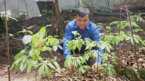 Hơtŏk tơiung sâm Ngọc Linh, đơ̆ng tơdrong Tơchơ̆t truh tơdrong hơrih sa tơring groi kông Quảng Ngãi