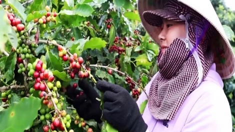 BẤC BH’RỢ HƠNH DEH 100 C’MOO CÀ PHÊ KHE SANH