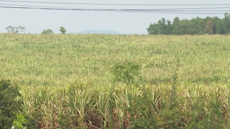 Bơh tờm tào ro tàm càr Dăk Lăk tus mờ bơta pràn tàm pơrlòng bơh gah tào sơdàng dê 