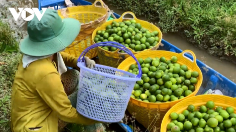 KRUAC AIK OH HU ASAR VINH LONG – MENG HAMU PADAI TAL DARAK PASAR CHAU AU