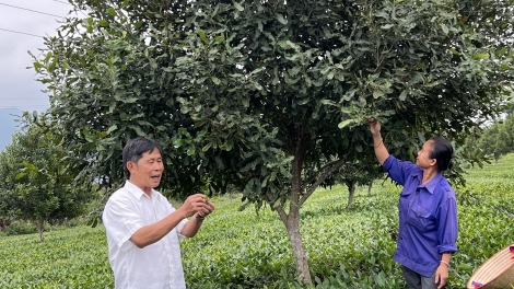 Tsaz yênhx nta suôz luk Hmôngz hnuz 20-4-2026