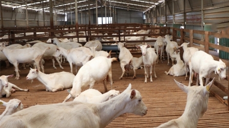 SLON PANG TẢNG LÀN VẠ CHỎI PỈNH HẨƯ TUA BẺ