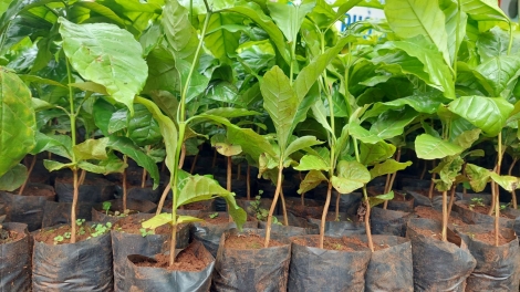 Ngon tô thứ 2 mự 6 căm bườn 4 pì 2026 – Bai tiện tô ma púk cánh lăm đù cò cả phề