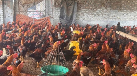 Nôngx mênhx zuôr tsuv pâuz hnuz 28-4-2026