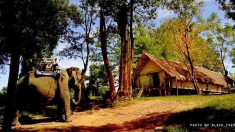 Nting tơngkah kòn sau