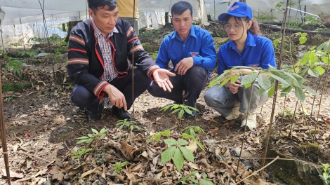 Hun hao tơm Sâm Ngọc Linh, bâh Nghị quyết tât nău rêh nkual yôk Quảng Ngãi.