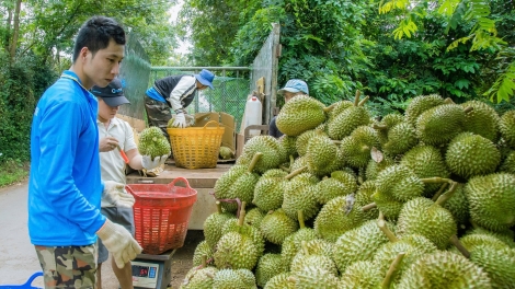 Tơhlăk hơlen băt tơm la chă păng nơ̆r tơblang tĕch sâu riêng ăn teh đak đe 