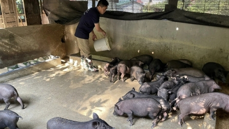 THÁI NGUYÊN: TẢNG LÀN PỈNH LẢ PÂY MỐC MU CHÂU PHI