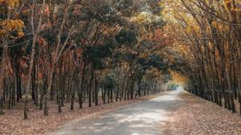 Danak dak sap Cam 23_04_2026