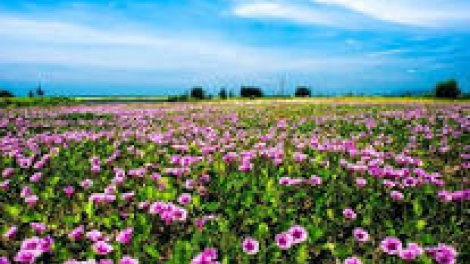 Danak dak sap Cam 17_04_2026