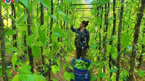 HADAH TAMBANG PALEI HALA VỊ THỦY