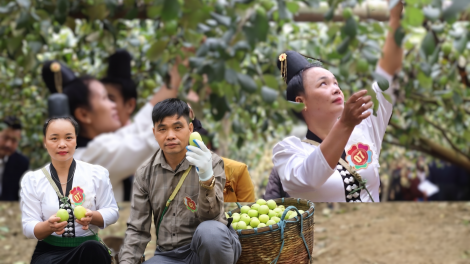 Điều gì giúp nông dân Mường Bú "chinh phục" các thị trường khó tính bậc nhất thế giới?