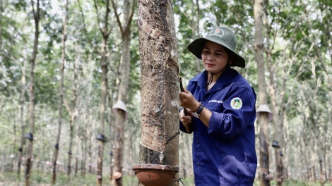 Mâu kŏng nhân ‘nâi hriăn plĕng ki nếo, kơhnâ ƀă tơdroăng cheăng a Dak Lak