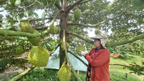 ពត៌មាន​ម៉ោង៦