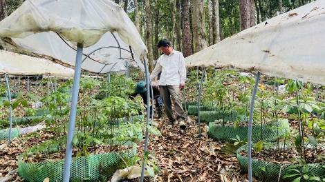Kuăn pơlê kơpong kong ngo peăng mâ hâi Lu Quảng Ngãi pro “kong mgiêt” chiâng tơmeăm cheăm kâ krúa lĕm