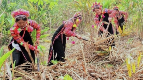 Lai Châu: Đẩy mạnh phát triển kinh tế - xã hội vùng đồng bào Mảng, La Hủ