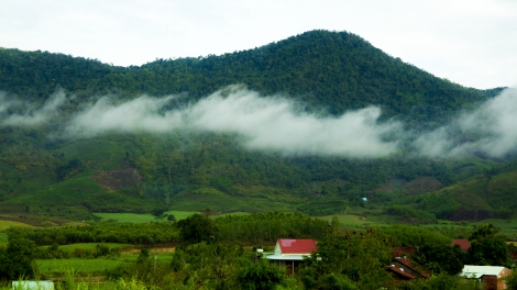 Bóng cây Kơnia