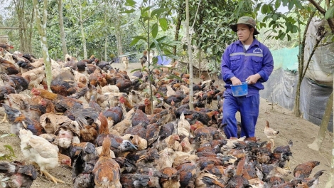 Những "hạt nhân" đảng viên Cơ Tu dẫn lối thoát nghèo nơi đại ngàn Đà Nẵng