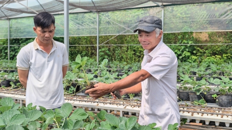 Chường trình phát thành quam Tay thứ 3 mự 19.5.2026