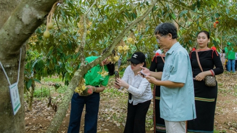 Knăm mơak boh durian Daklak 2026 srăng mkŏ mjing ênoh Guinness 