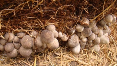 SLON PANG HẾT CHÓP NHÙ