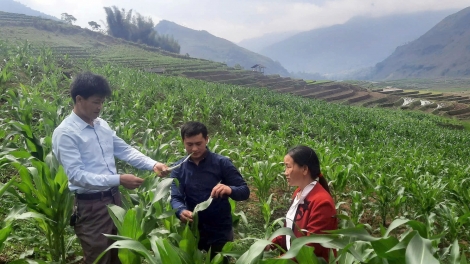 TẲNG CÓ ĐẢNG CÁP XÁU TÀNG HẾT KIN DÚ NẬM CÓ (LÀO CAI) 