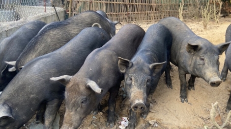 KHÁNH HÒA: NJAUK HU JALAN KHIKPAJAIH PABUI JUK BHUM PALEI