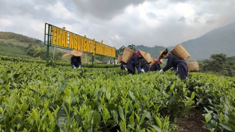 Festival Trà Quốc tế 2026: Khẳng định vị thế “Đệ nhất danh trà” Thái Nguyên