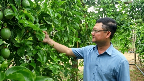 Chanh dây mở hướng phát triển kinh tế nông thôn ở Quảng Ngãi