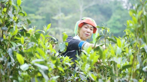 CHÈ SHAN TUYẾT CAO BỒ (TUYÊN QUANG)