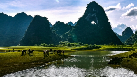 THEO BÁC TRỒNG CÂY