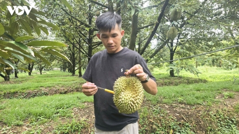 BIAK KAREI BRUK “TAIH DURIAN”, JIEN MEK TAME 60 TRIEU/BILAN