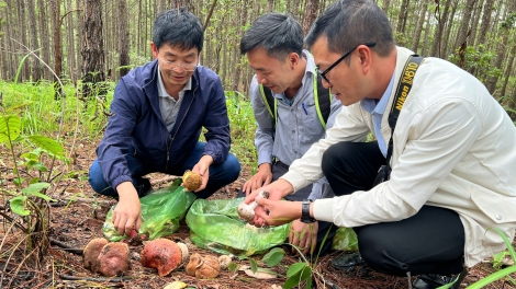 Một người tử vong, ba người nhập viện cấp cứu sau khi ăn nấm rừng
