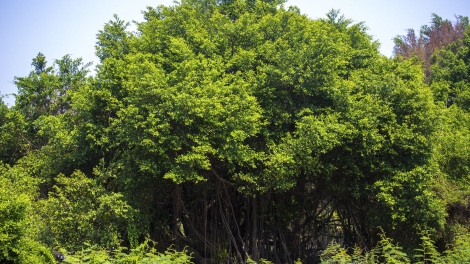 Hãy giữ đất rừng
