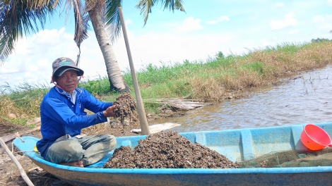 ប្រើប្រាស់កូនលៀសធ្វើជាចំណីដើម្បីចិញ្ចឹមបង្គា បង្ក និងក្តាម