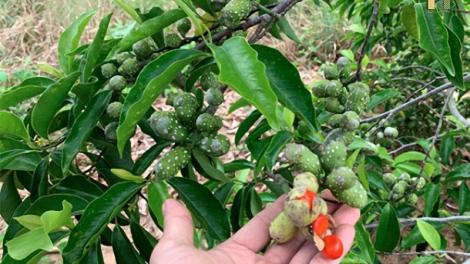 CHAY VẠ NGÒI CHƯỚNG CO MÁC RỒM