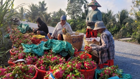 Vào mùa mưa, sầu riêng và thanh long Đồng Tháp rớt giá